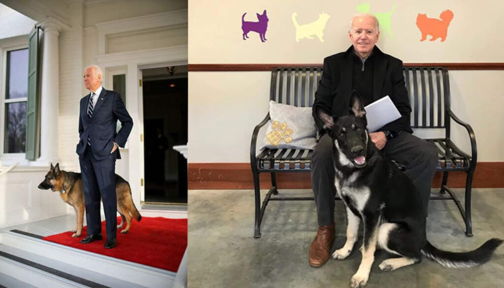 Joe Biden's dog