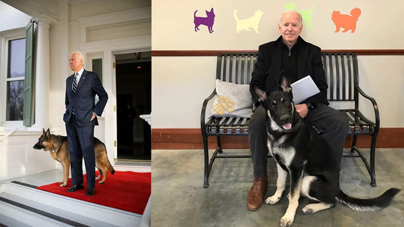 Joe Biden's dog